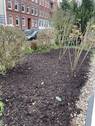 Rosen im Garten - 