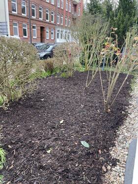Rosen im Garten - 