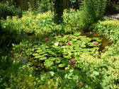 Teich - 