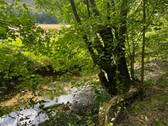 Bachlauf - 