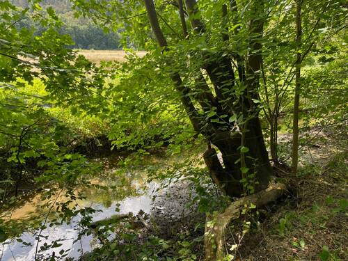 Bachlauf - 