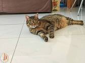 Hauskatze - 