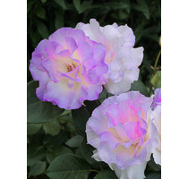 18_Lörrach + grosse Doppelhaushälfte m. 2 Whg -auf Wunsch vollmodernisiert_ + Lifta-Lift + viel Garten+Pool_Heizung 2021_Garage + extra Stellplatz - Rümmingen