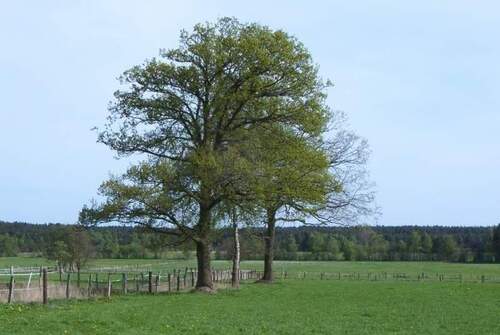 TraumBaum.jpg - TOP Baugrundstück in schönster Lage - Diskrete Vermarktung