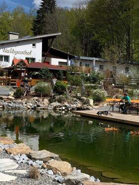 Blick über den neuen Teich - 