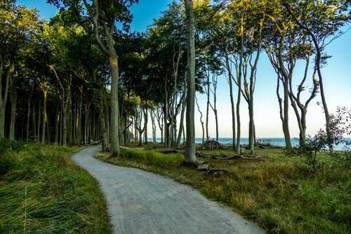 Küstenwald Nienhagen - 