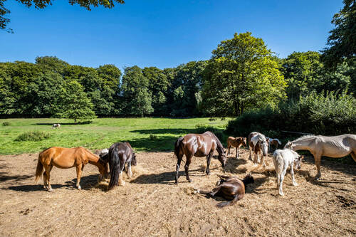 Reiten auf dem nahen Pferdehof - 