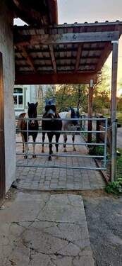 Blick zu den Pferden - 