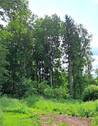 Wald.jpg - 