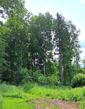 Wald.jpg - 