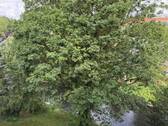 Blick vom Balkon - 
