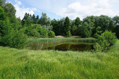 Bollensen_Teichgelände_VK_002.jpg - 2 Teichgrundstücke 36.524 m² mit Grünland-, Wald- und Gehölzflächen in 29559 Wrestedt OT Bollensen , kein Bauland !