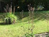 Blick in den Garten aus dem Hobbyraum im UG.jpeg - 