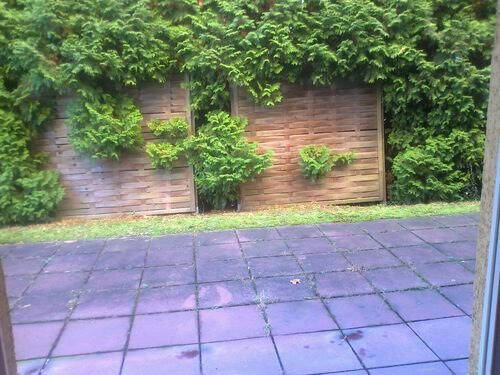 Terrasse - Terrassenwohnung mit 37,00 m² in Dresden zum Kaufen