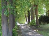 Allee zum See - 