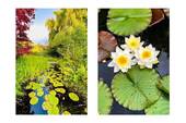 Garten III - 