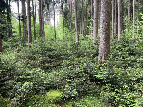 Traumhafte Wälder - 