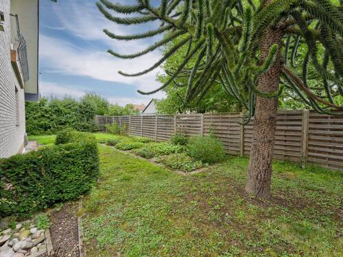Gartenbereich mit exotischer Araukarie - 