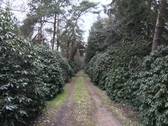 Waldweg - 