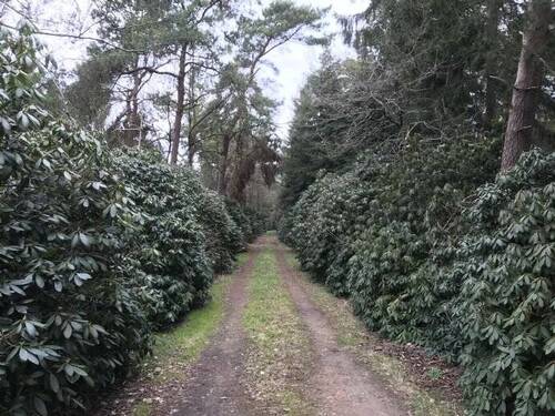 Waldweg - 