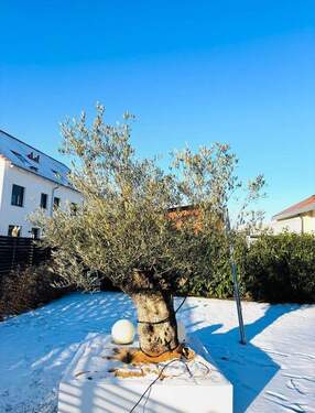 1. Olivenbaum im Garten - 