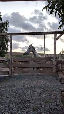 IMG-20251020-WA0008.jpg - Nähe Simmern: Tür an Tür mit den eigenen Pferden im Aktivstall!