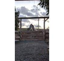 Nähe Simmern: Tür an Tür mit den eigenen Pferden im Aktivstall! - Simmern/Hunsrück