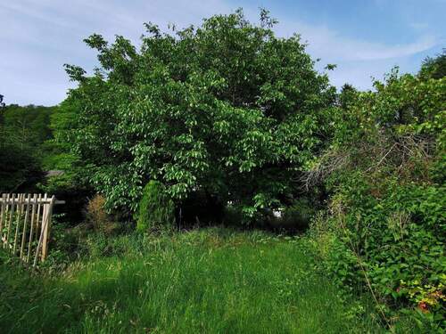 Nussbaum im Garten - 