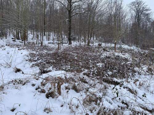 oberer Teil des Grundstücks - 