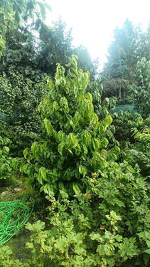 Paw Paw ( Indianer Banane ) - 