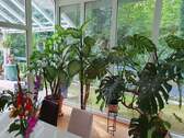 Wintergarten und Terrasse. - 