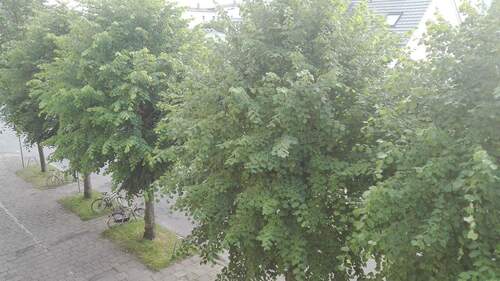 Ausblick zur Straße - 