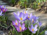Erste Frühlingsboten 2026 - Ihr Rückzugsort am Lahnufer – sonniges Gartengrundstück in Limburg-Au