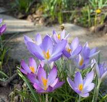 Ihr Rückzugsort am Lahnufer – sonniges Gartengrundstück in Limburg-Au
