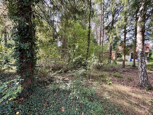 Natürlicher Rückzugsort unter hohen Bäumen - Grundstück in Buchholz in der Nordheide zum Kaufen