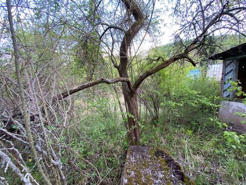 starker Wildwuchs auf gesamtem Grundstück - 