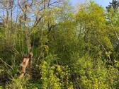 Wildwuchs - 
