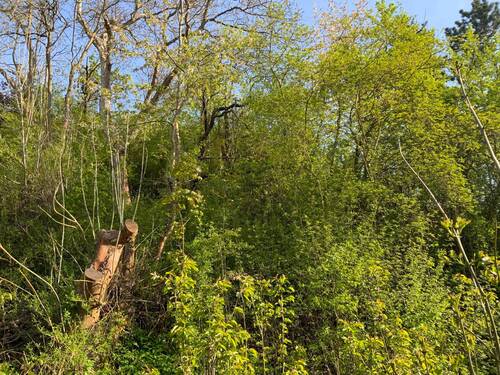 Wildwuchs - 