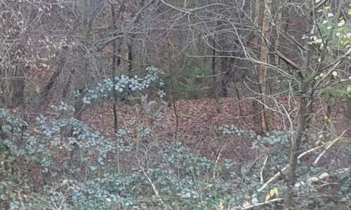 Blick direkt in den Wald - 