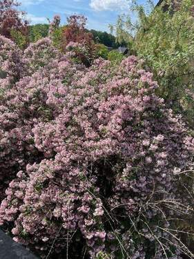 Der Garten in voller Blüte - 