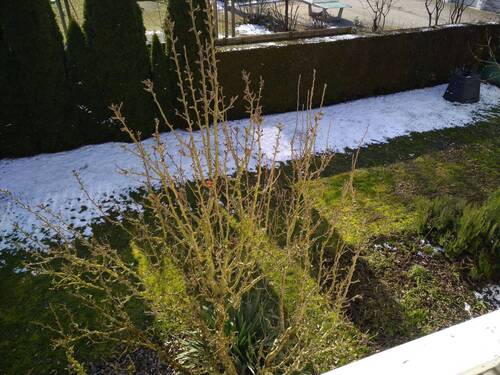Blick in den Garten - 