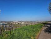  in den Weinbergen - 