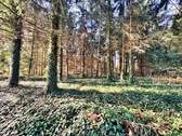 Eigenes Waldstück - 