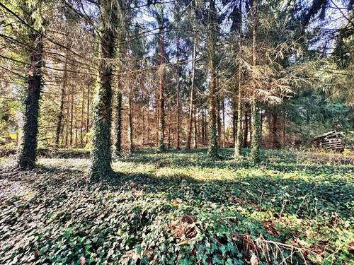 Eigenes Waldstück - 