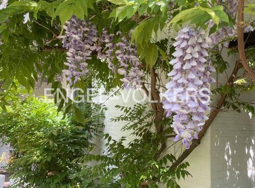 Bild 3 - 5 Zimmer Einfamilienhaus in Hamburg