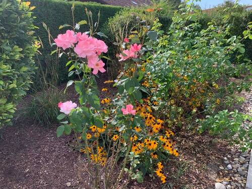 Gartenimpression - 
