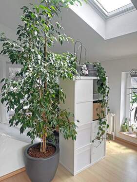 Herrlich viel Tageslicht - 