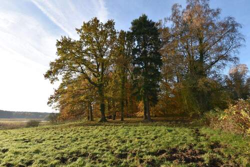 Dazugehöriger Wald.jpg - 