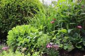 Gartenimpression - 