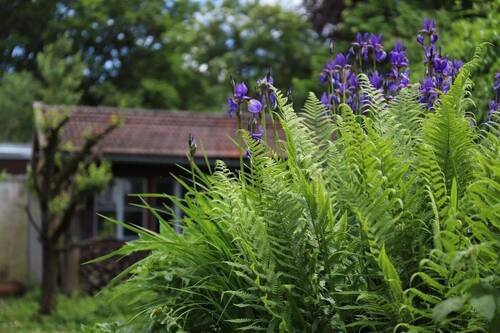 Gartenimpression mit Hütte - 